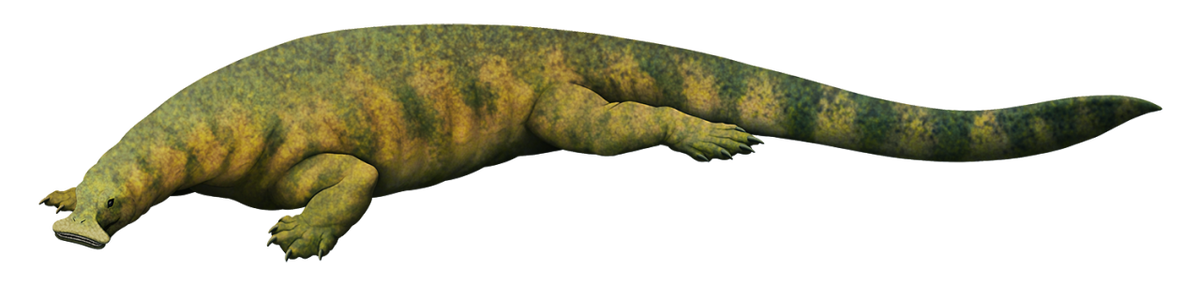 Атоподентат. Пнг иллюстрация.