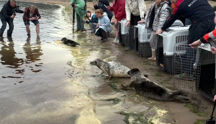 Источник новости: https://nia.eco/2025/06/04/103948/