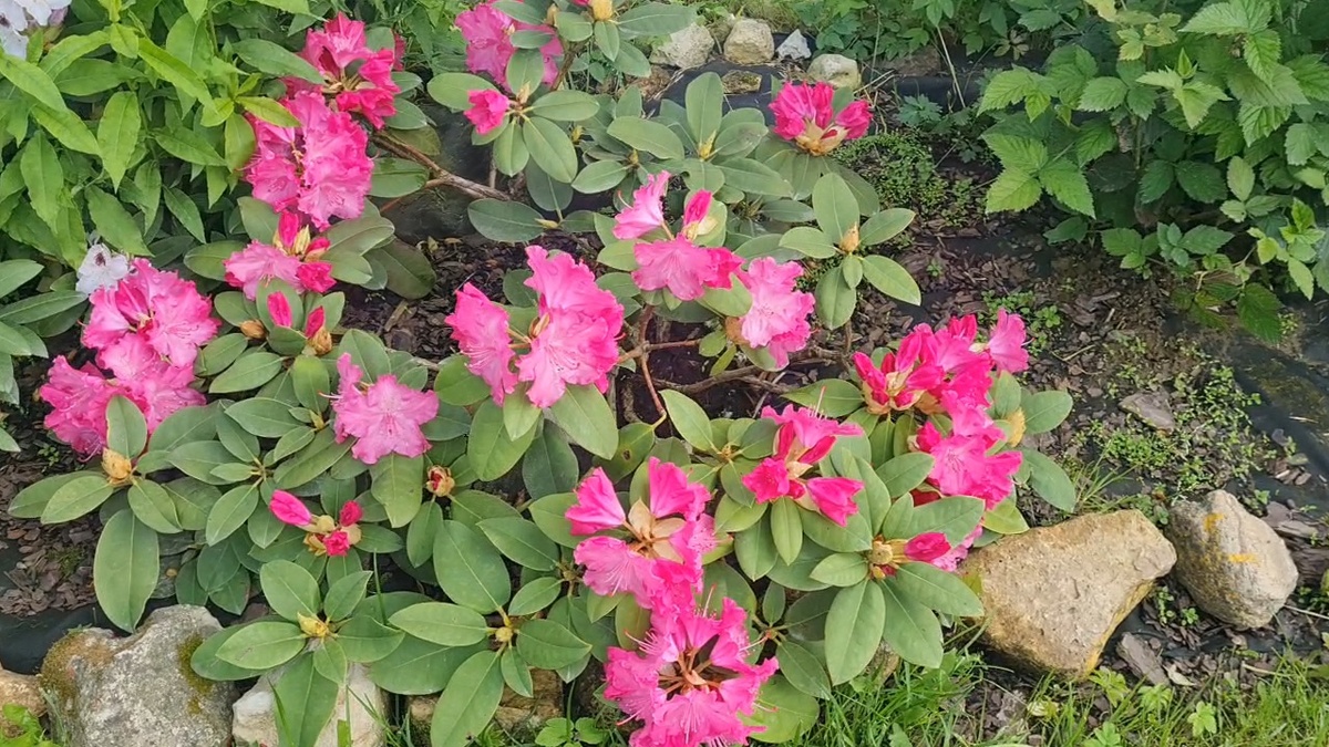 Сорт Германия