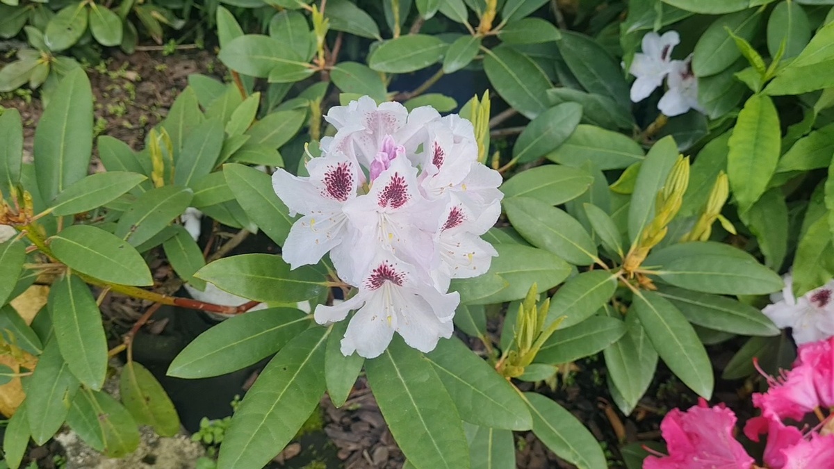 Сорт Кальсап