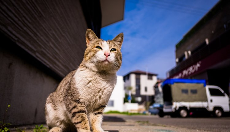 Источник новости: https://nia.eco/2025/06/04/103998/