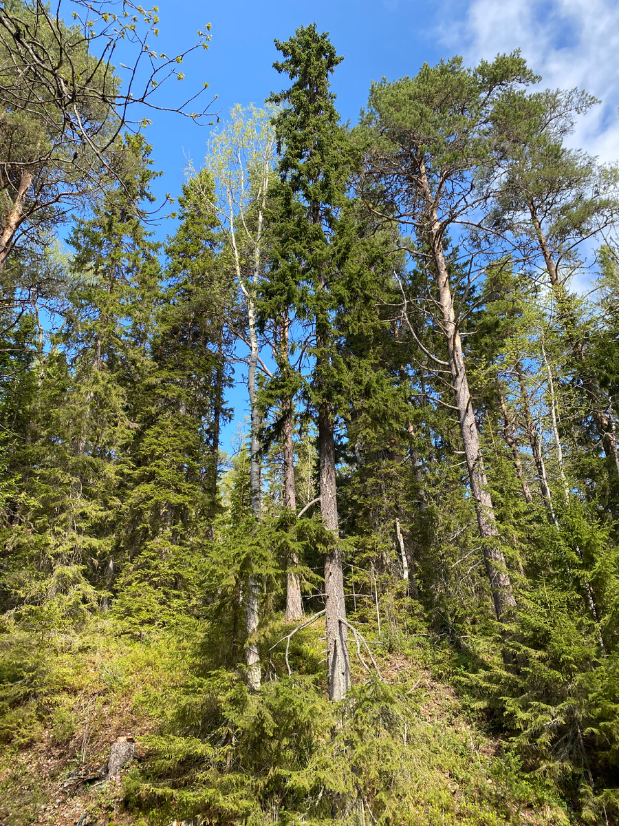 Дорога на Секирную гору. Фото автора.