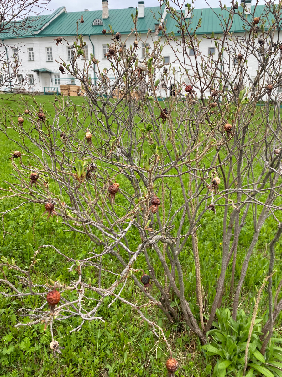 Роза морщинистая. Фото автора.