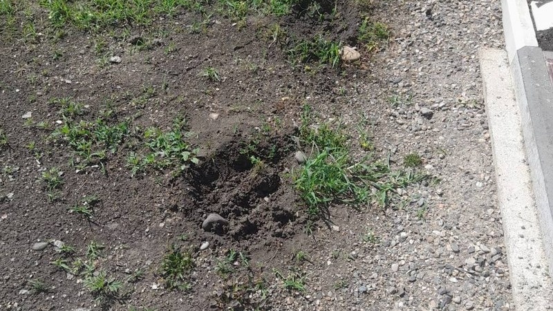    Цветы вырвали у могилы героя РФ Фото: администрация Зольского территориального отдела