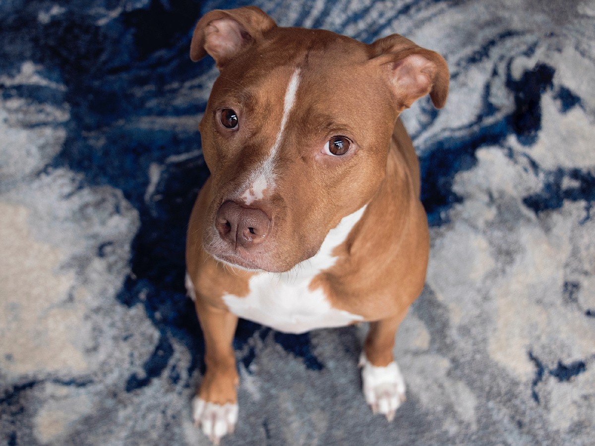 Отсутствие внутреннего стержня в человеке этот пёс распознаёт интуитивно! Его энергия и врождённое упрямство в руках неопытного человека могут стать разрушительными.  Фотография: apathy_girl, CC BY-NC-SA 2.0