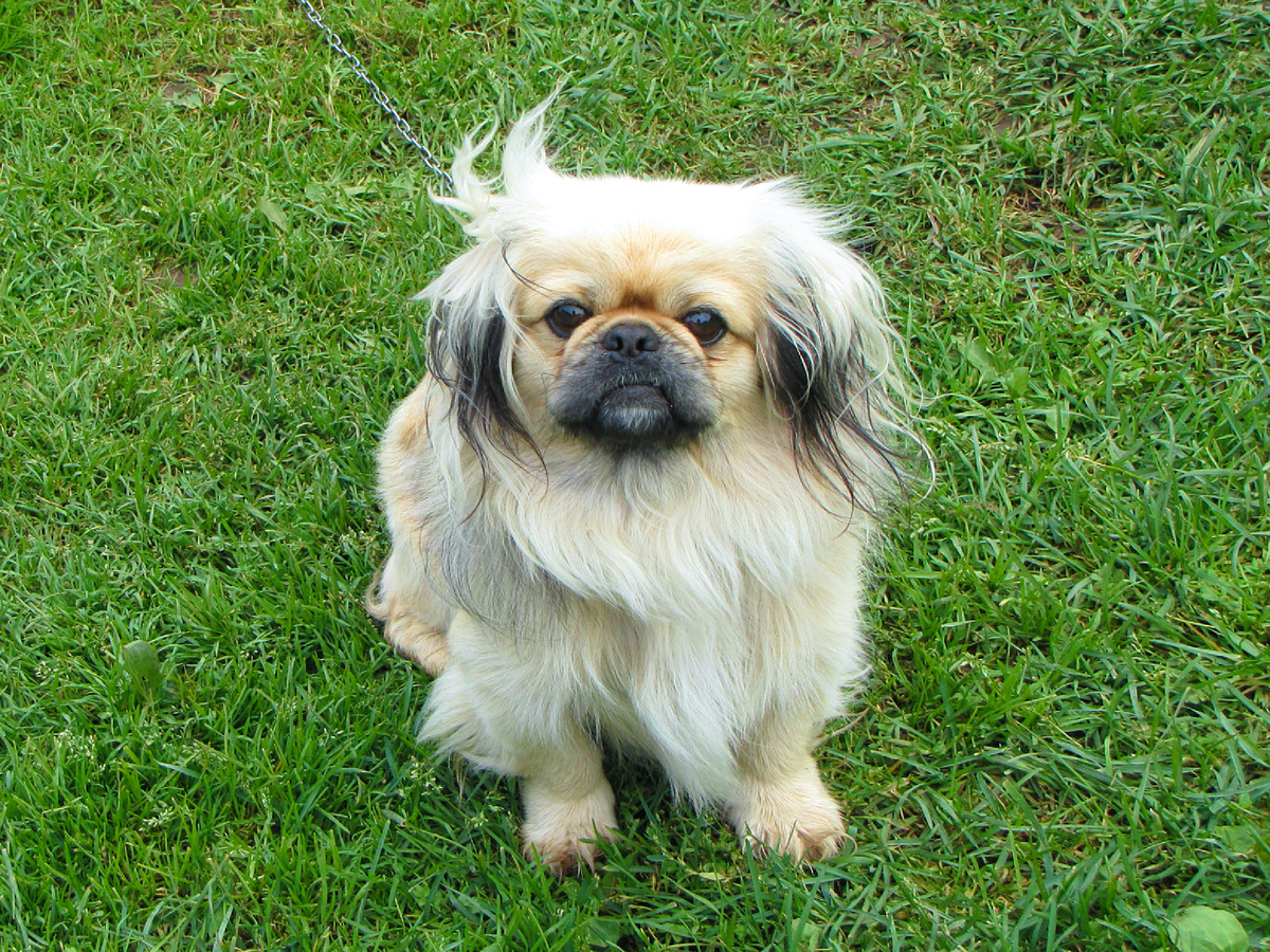 Неопытный хозяин решит, что подопечный проявляет ослиное упрямство. В реальности же пекинес Сенечка рассуждает над философским вопросом: «Быть или не быть?». Фотография: paldies, CC BY-SA 2.0