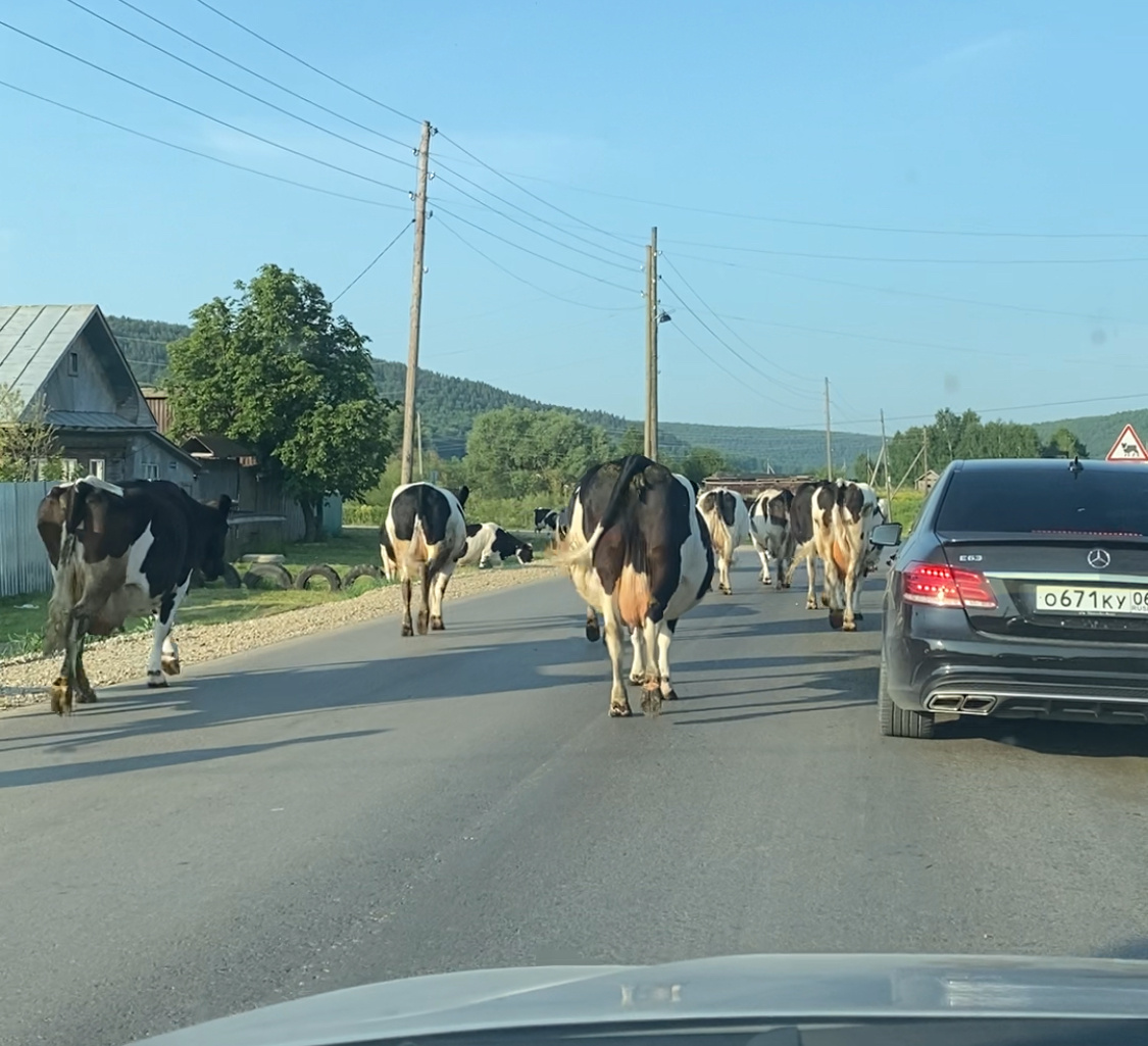 Утренняя пробка из коров ))