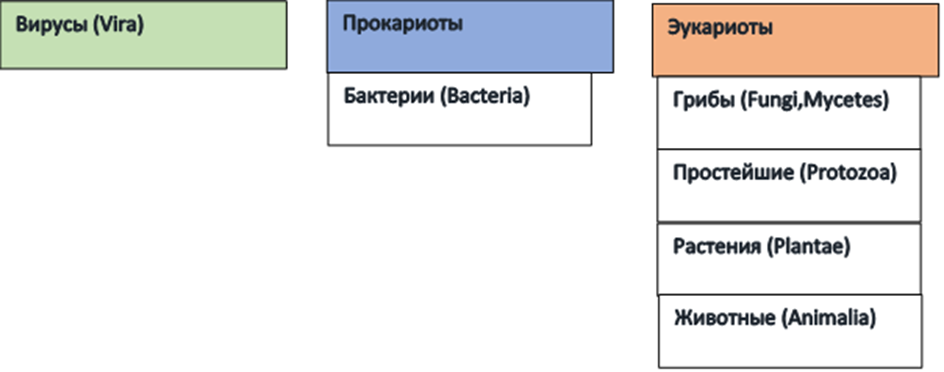 Три царства: вирусы, прокариоты и эукаритоты.  