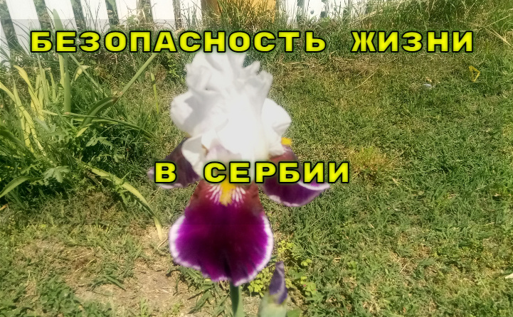 Как погибли Милан и Зорица