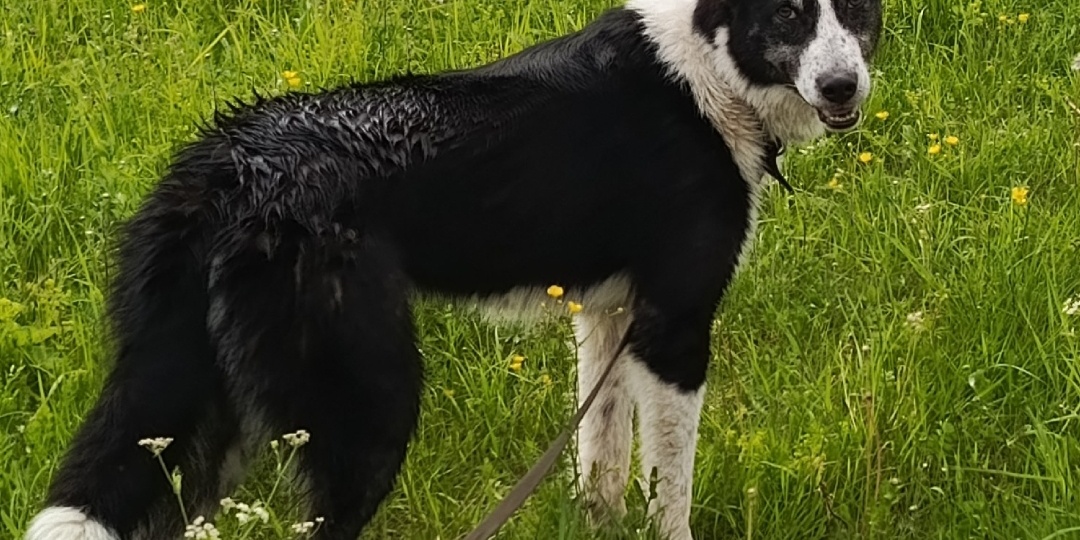 Джей -невероятная история в приюте. Два года страха позади