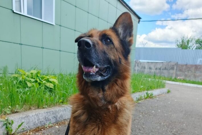    Фото: УМВД России по Смоленской области Елена Воронцова