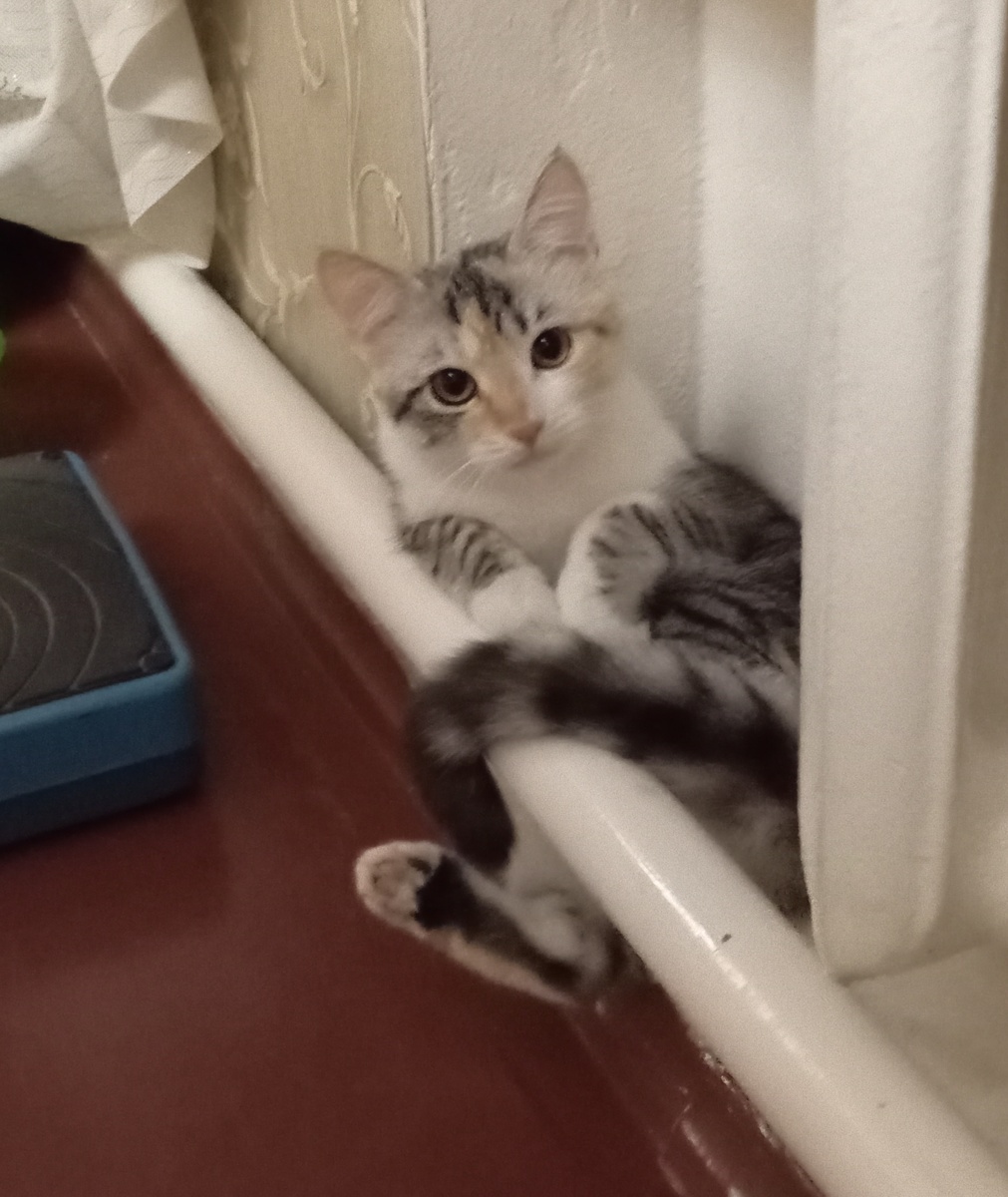 Любимый уголок под батареей