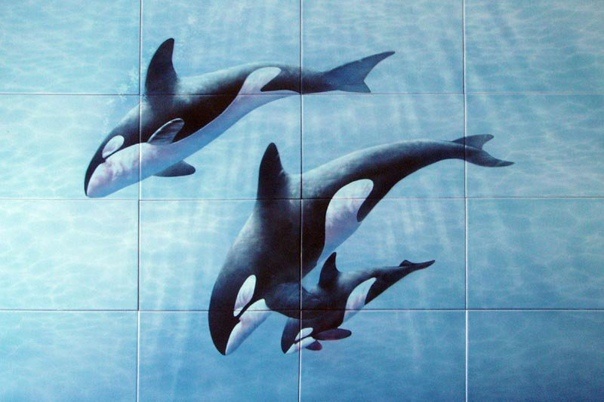 Фото плитки с дельфинами