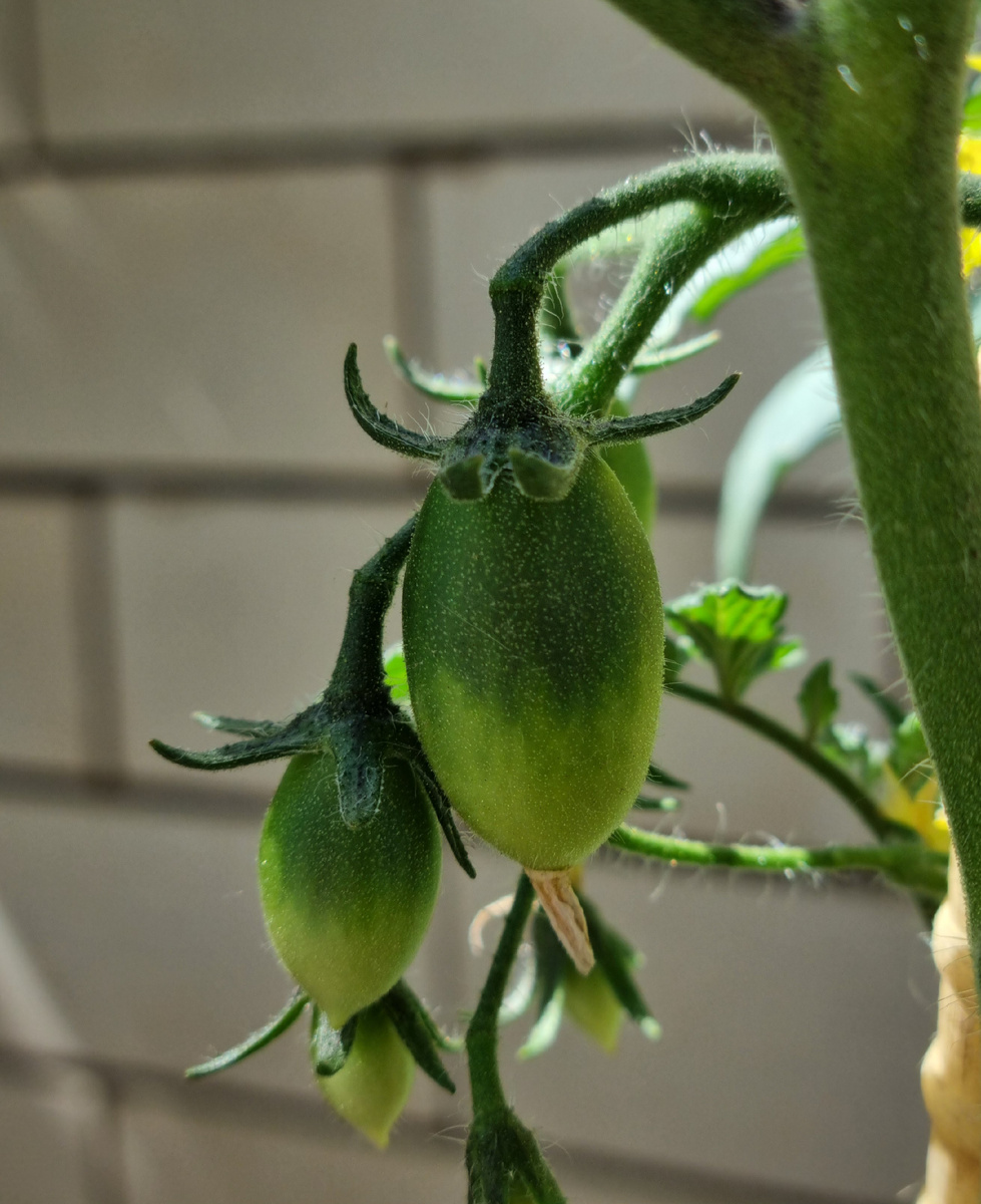 Будущий урожай томатов. © Фото: Зеленая леди: сад, семья и томатный сок