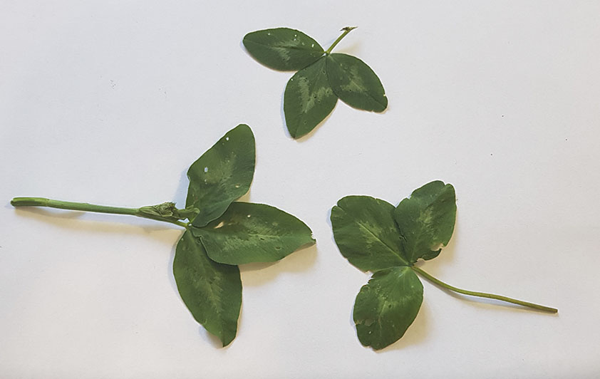 Обычный листик клевера - тоже троичен и является символом ИРландии.