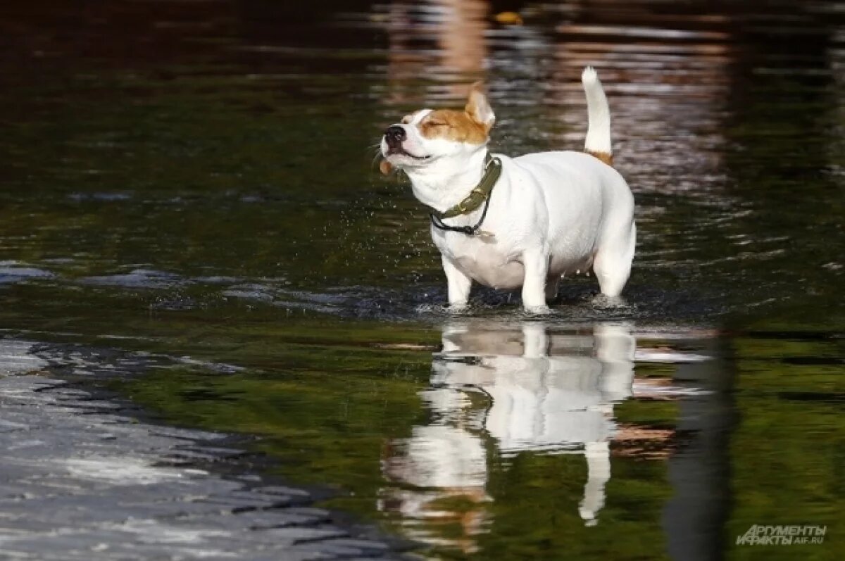    В Тверской области грозы и ветер будет сопровождать тепло до +24 градусов