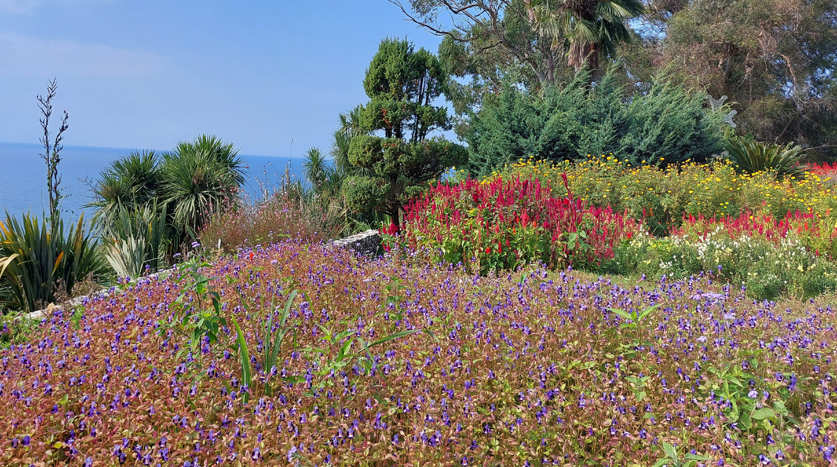  Торения Фурнье на цветочной площади «Солнечная ночь» в Батумском ботаническом саду, август 2024