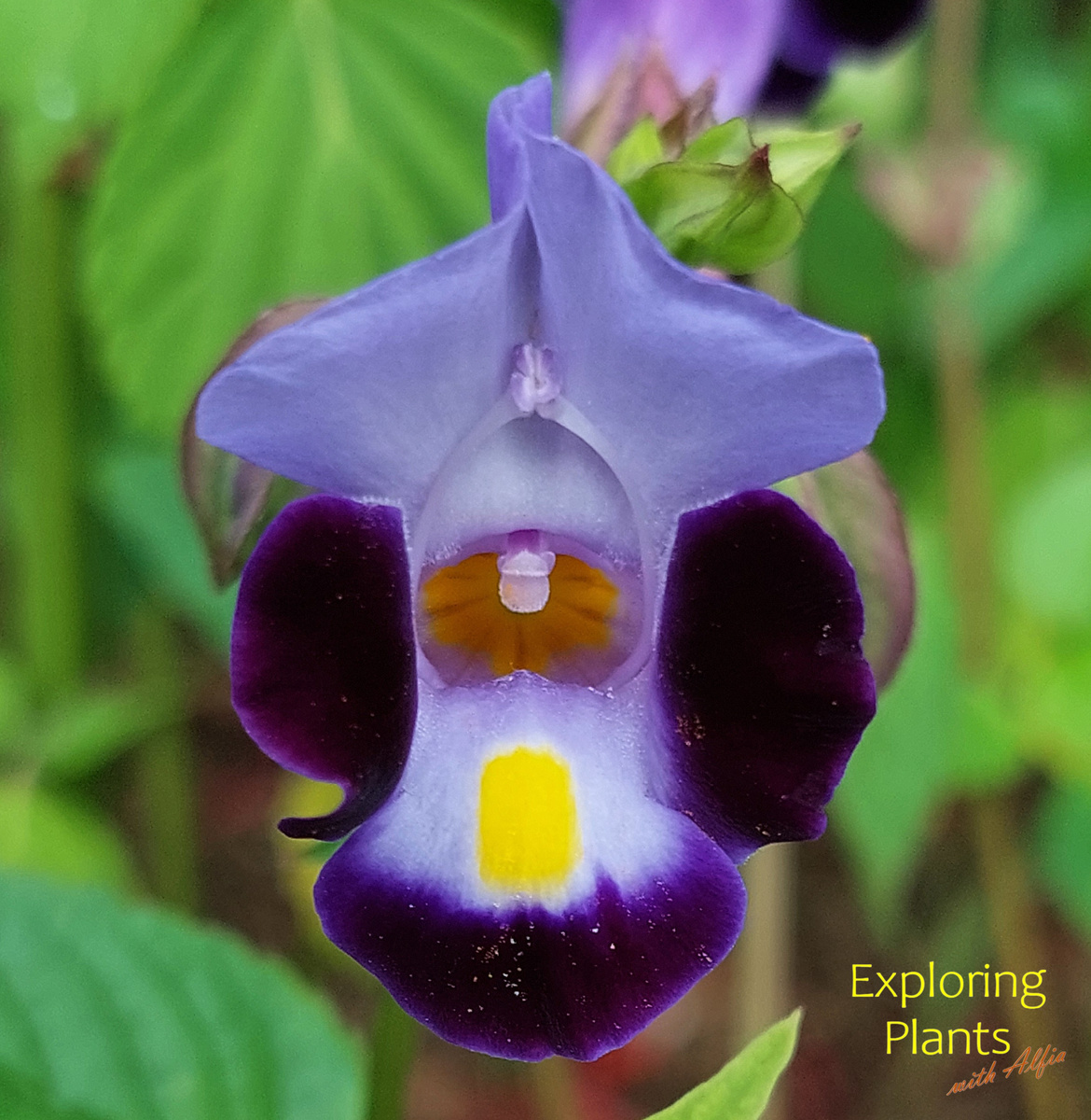 Цветок торении крупным планом