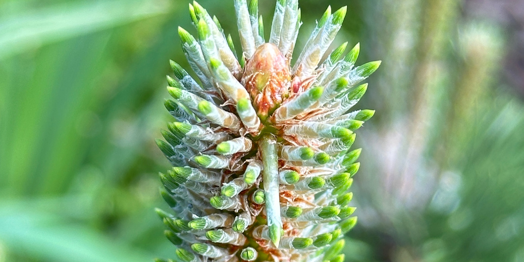 Запас сосновых витаминов