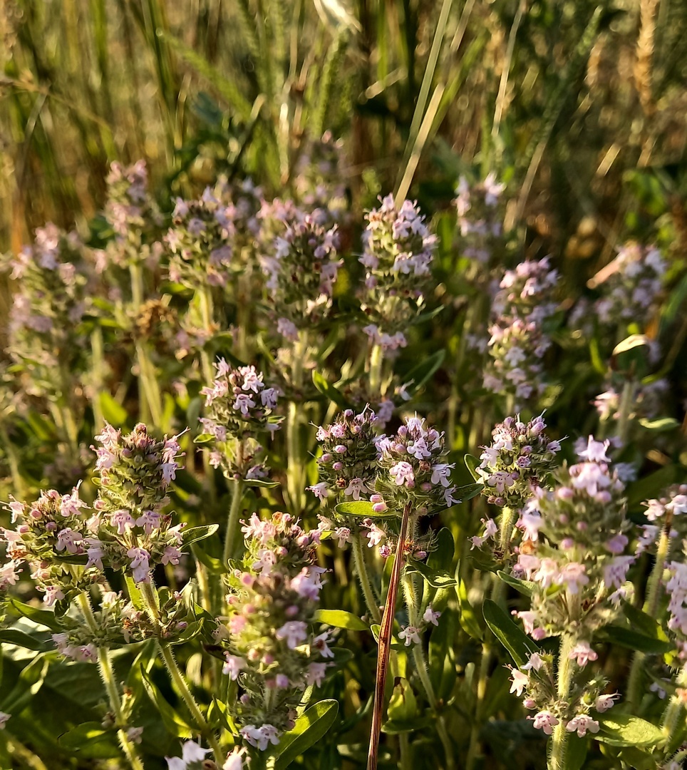 Фото автора. Тот самый чабрец. Местное название.