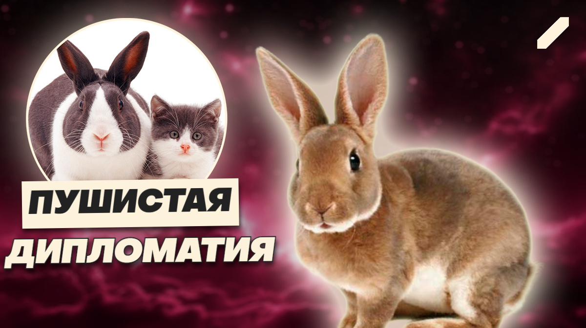 Как кролик приручил хищника: коты больше не охотятся — они обнимаются