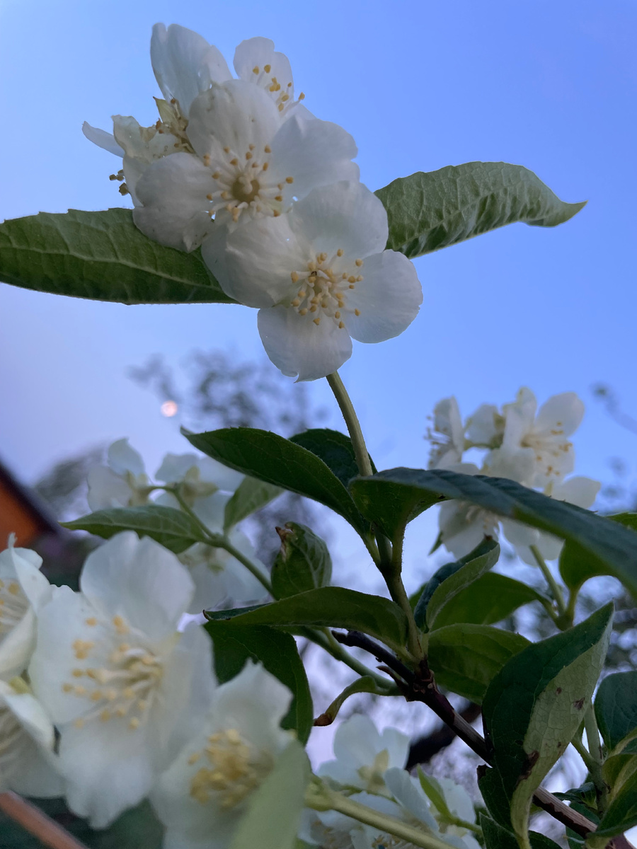 Чубушник - поддельный русский Жасмин. В отличии от настоящего Жасмина не закрывает свои цветки днем, но вечером его аромат тоже усиливается.