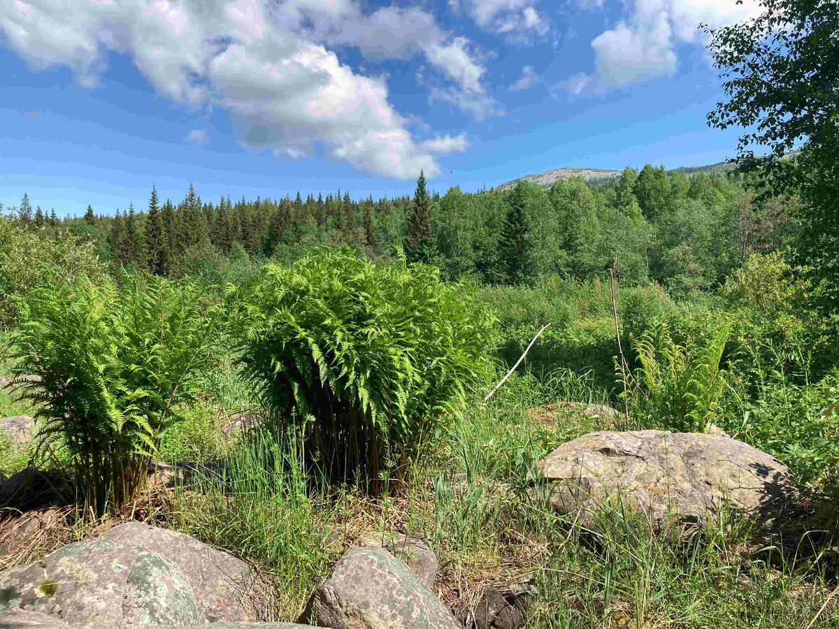 Зелёная весна Киалима