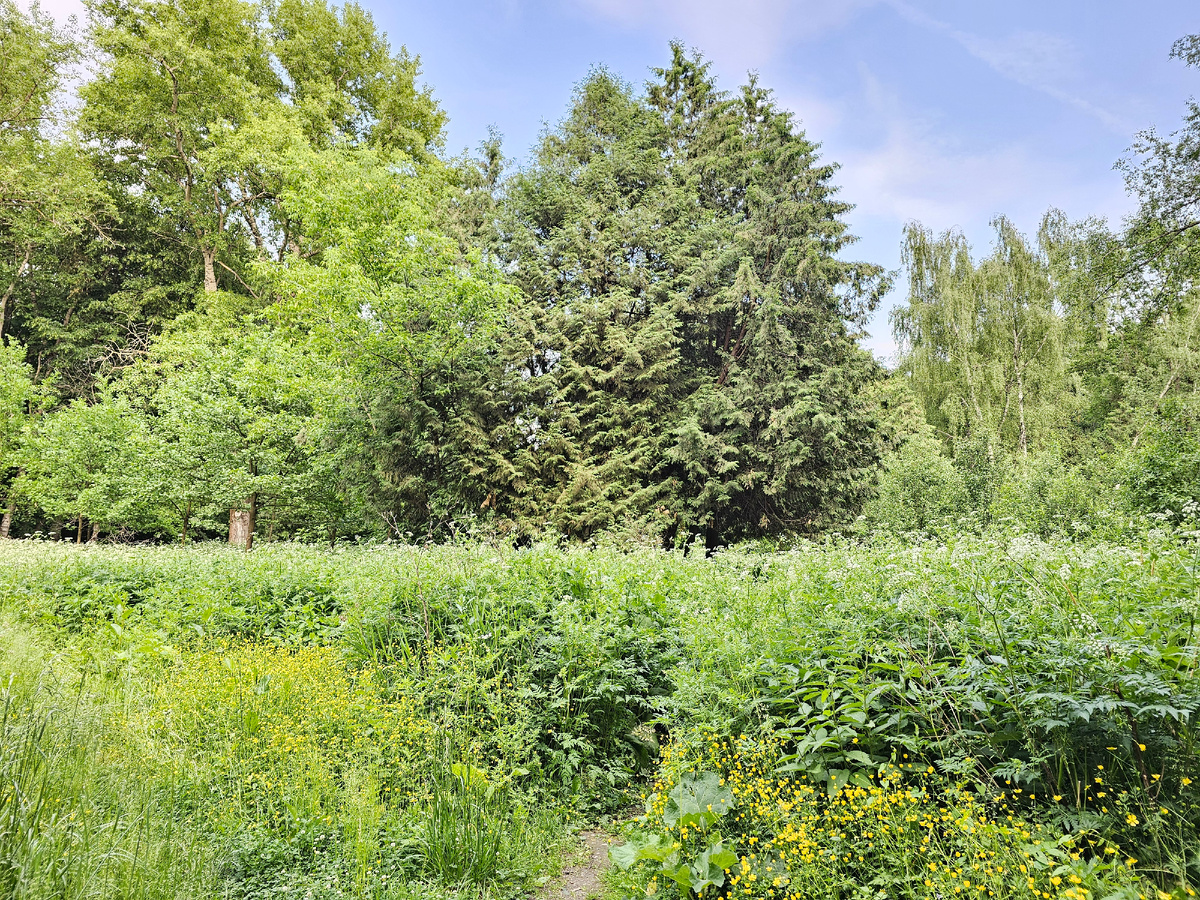 Лес летний, фото автора