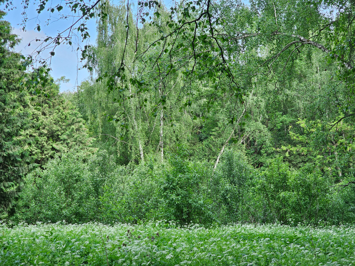 Лес летний, фото автора