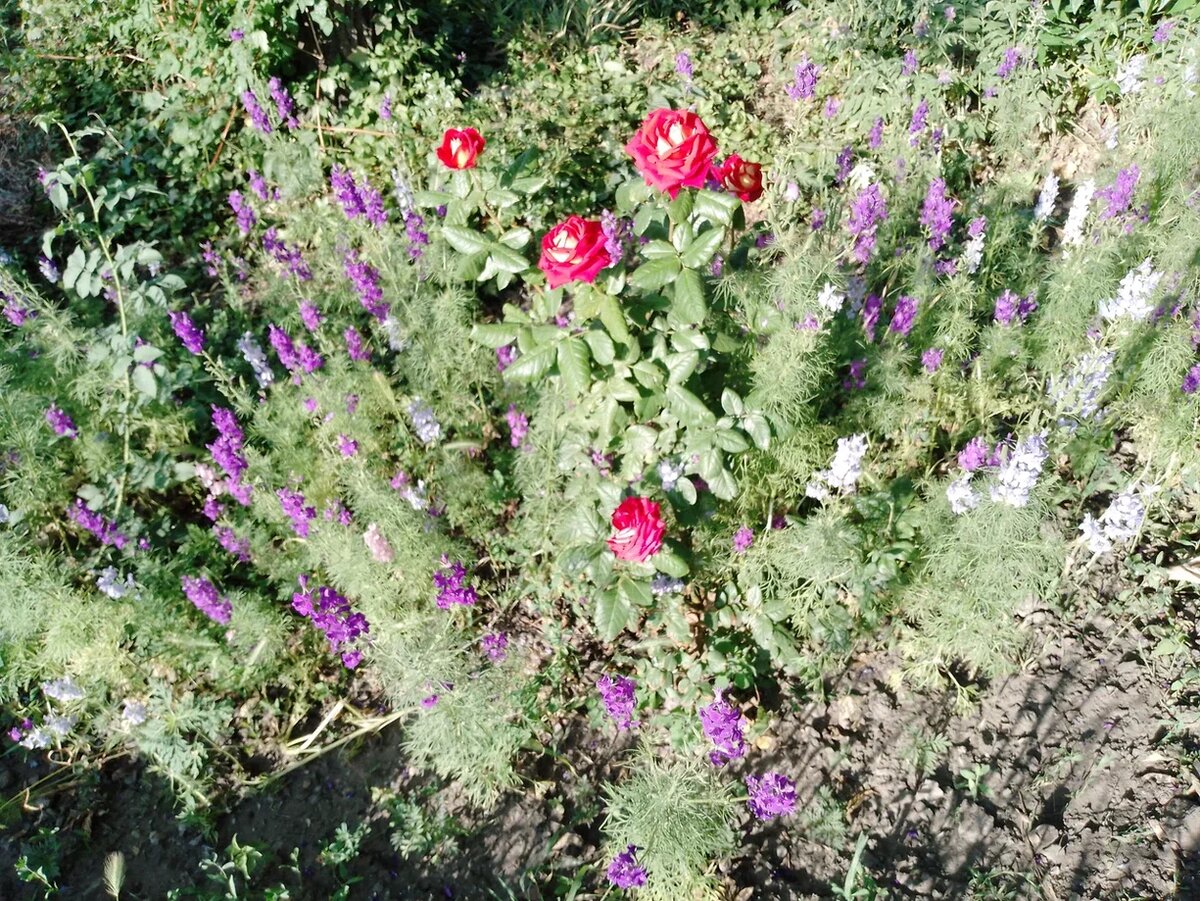 Цветы на родной улице.