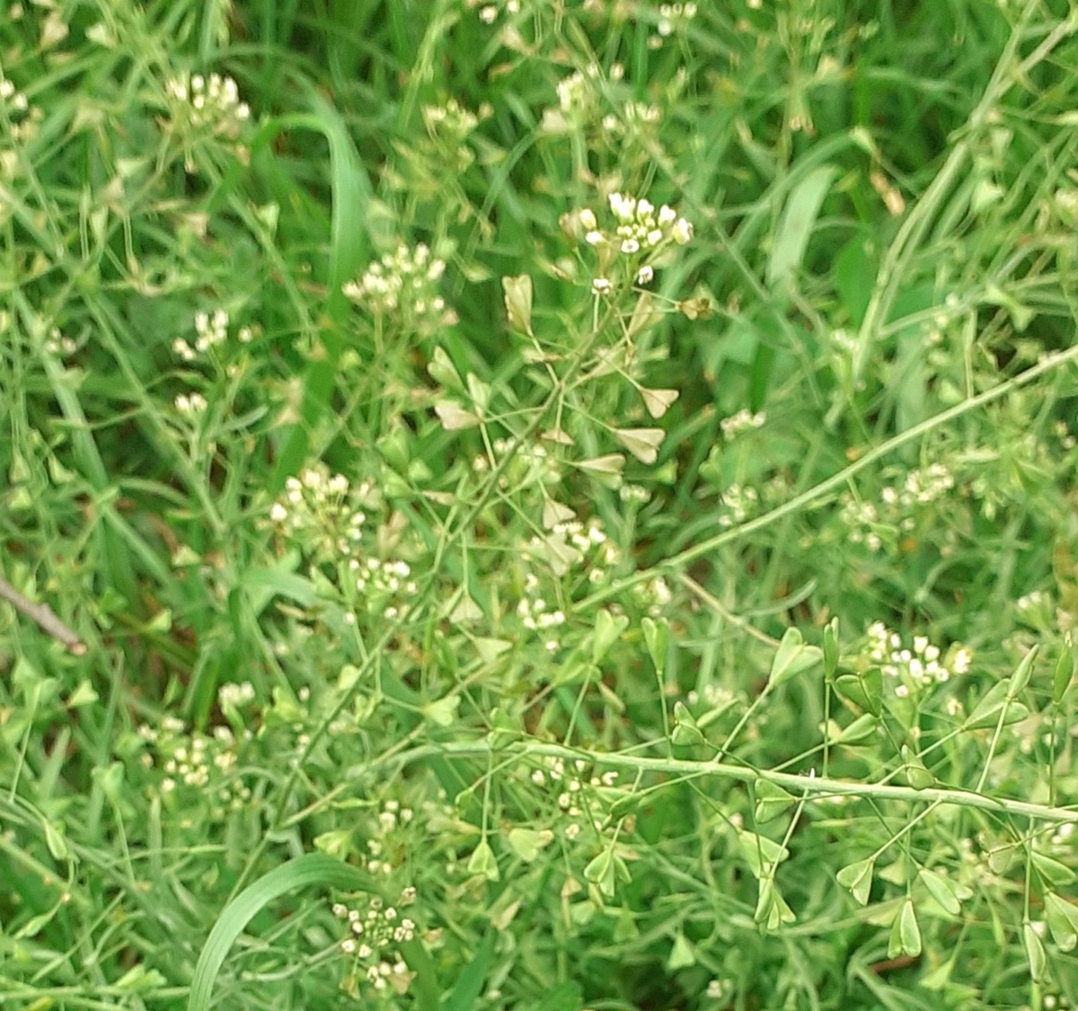 Пастушья сумка на газоне