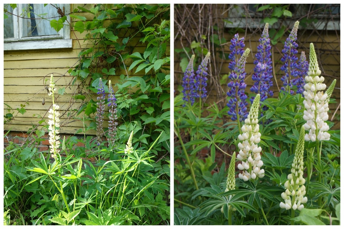 Люпины 2018 - люпины 2025