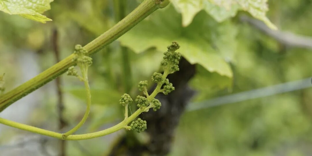 Уход за виноградом в начале лета: что нужно сделать для богатого урожая
