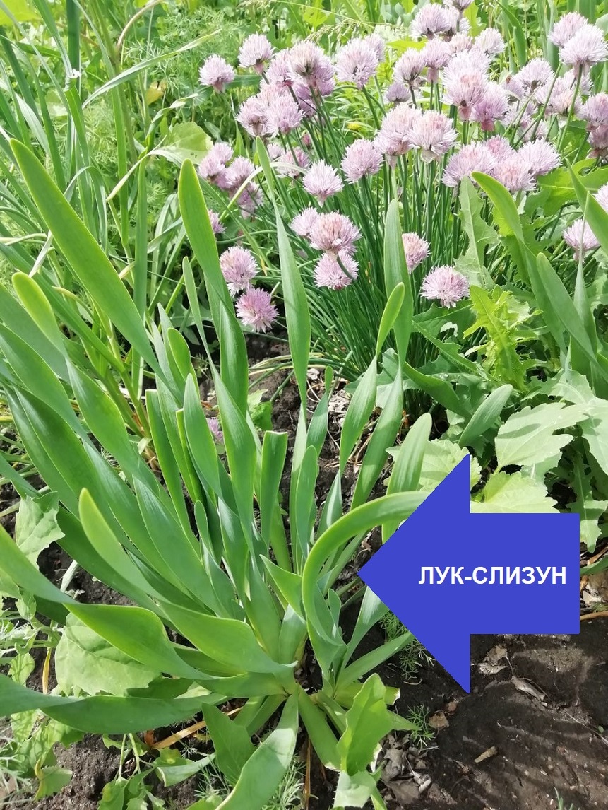 Лук-слизун: многолетний лук с плоскими перьями! Вкусный и полезный!