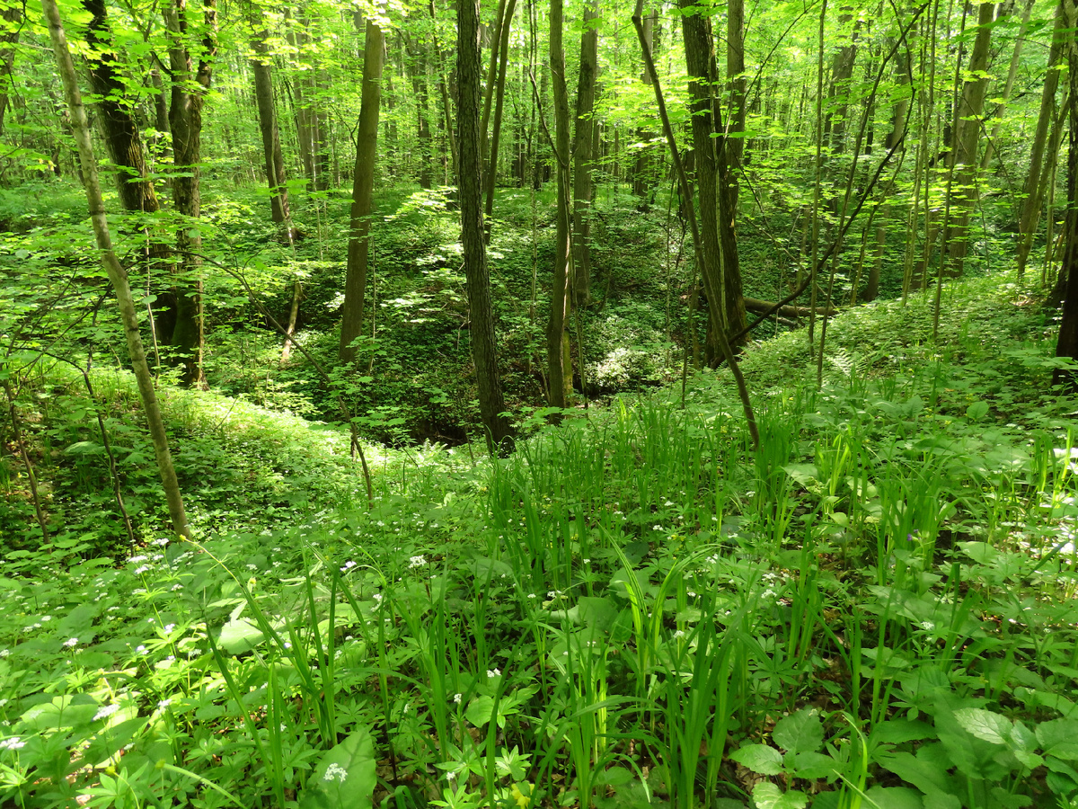 Лес в последние дни мая. 