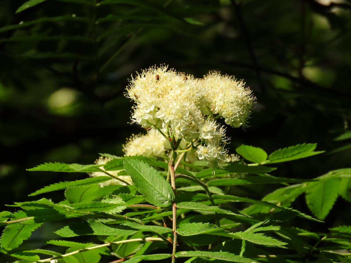 Цветёт рябина. 