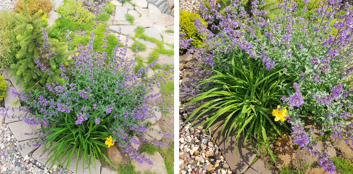 Безуходная клумба первая: карликовая ель, котовник Кит Кэт и карликовый лилейник.