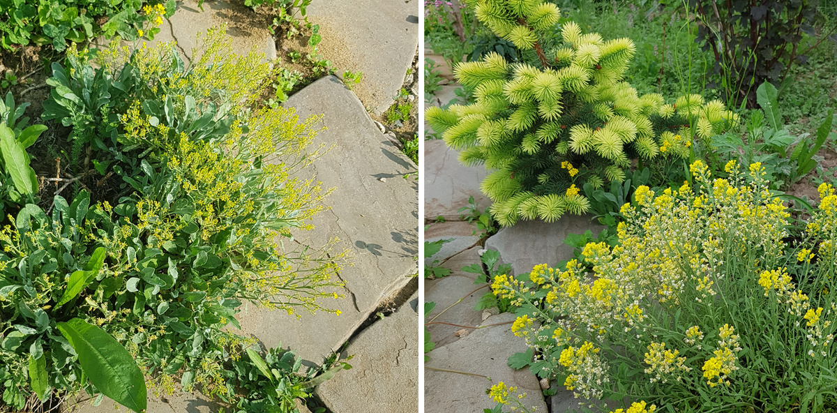 Один из неудачных вариантов клумбы с сорняками и алиссумом.