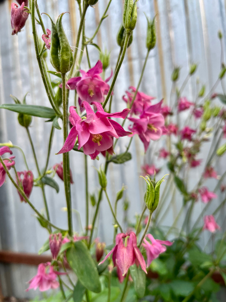 Цветочки для настроения