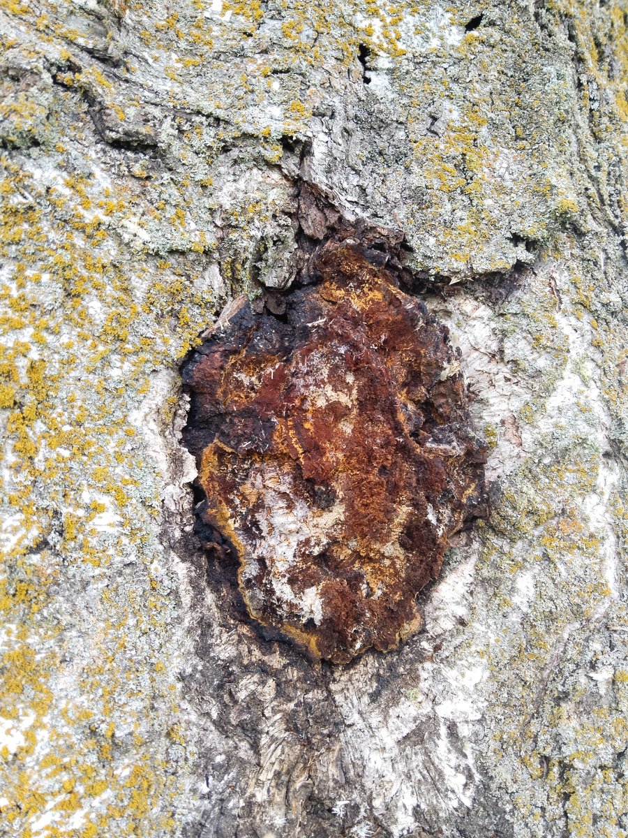 Иногда чаги растут в выемках берез, что затрудняет срез. Поэтому я не смог срезать эту чагу до конца :)