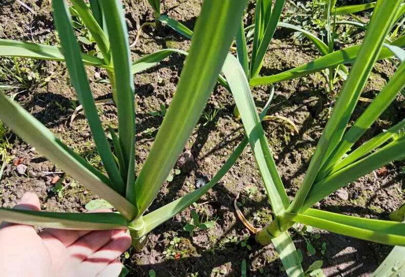 1 ст. л. на 10 л воды для чеснока. Поливаем чеснок в июне от пожелтения(хлороза) листьев