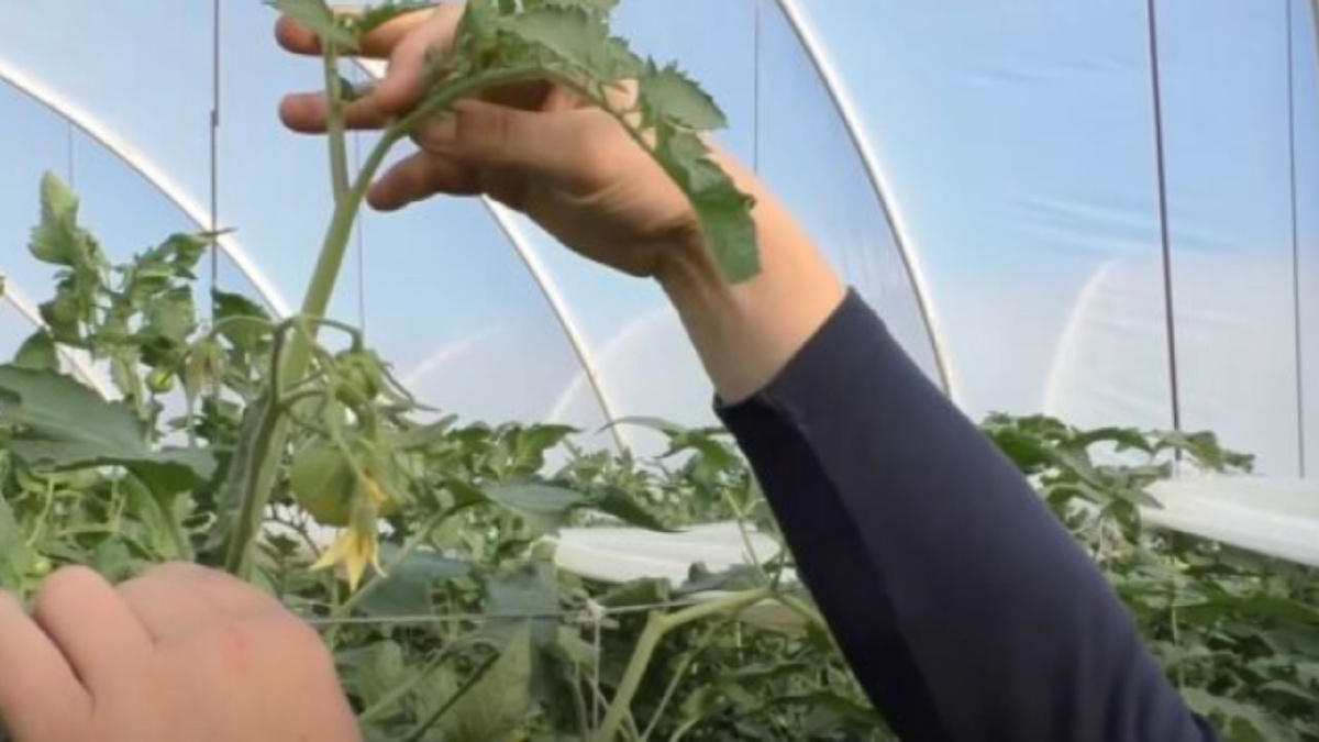 Кадр: САД, ОГОРОД, СВОИМИ РУКАМИ