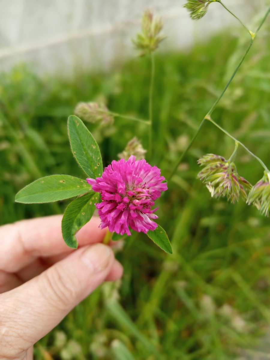 Клевер красный. Здесь и далее фото мои