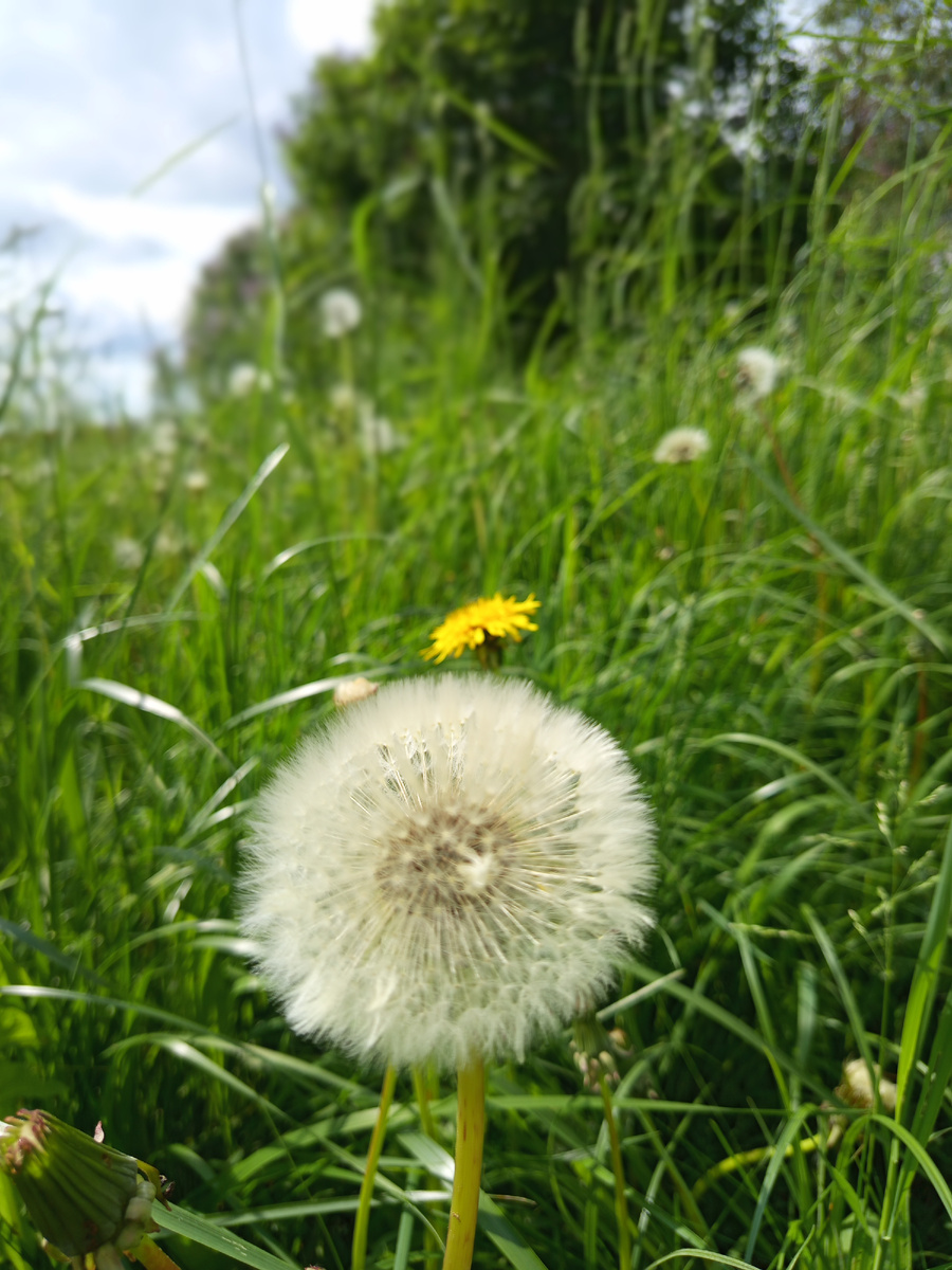 Пушистый и желтый одуванчики
