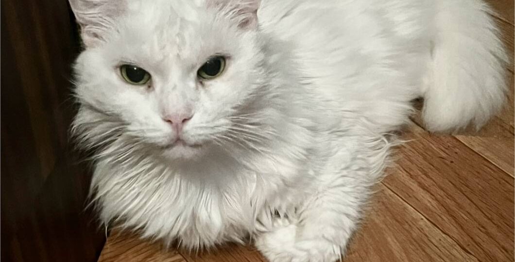 Они не знают, что их хозяйка никогда не вернётся. А времени жить у них самих осталось до конца июня