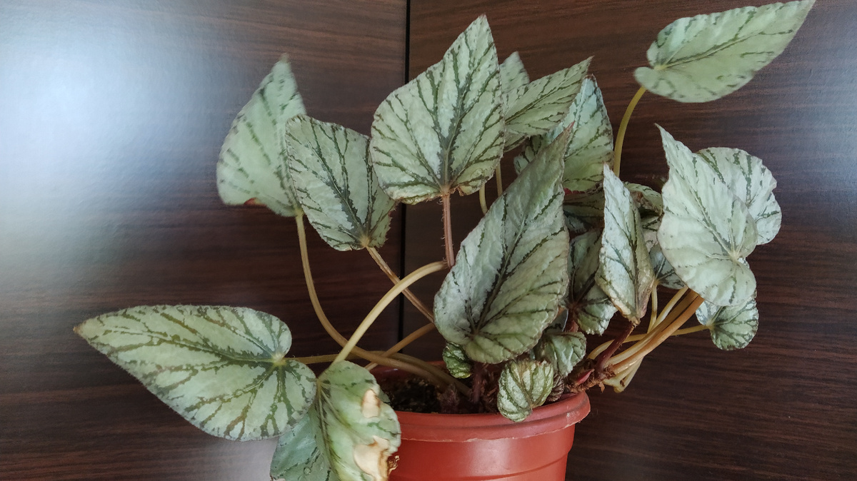 Бегония Арктик бриз.