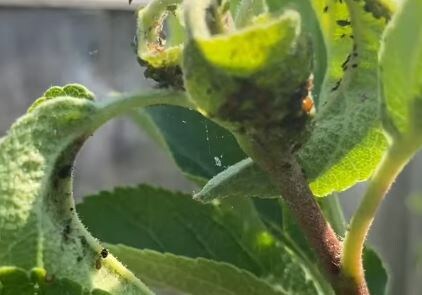 Фотография тли на плодовых. 