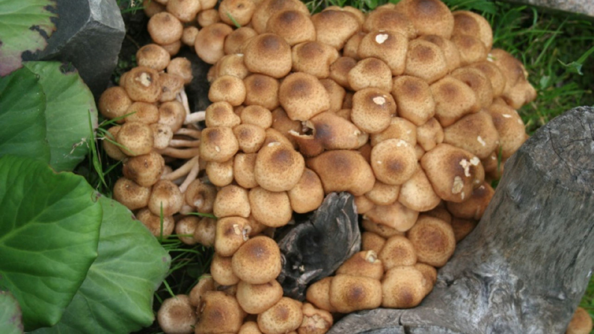 Яндекс картинки