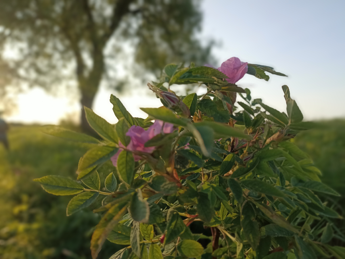 Шиповник на закате