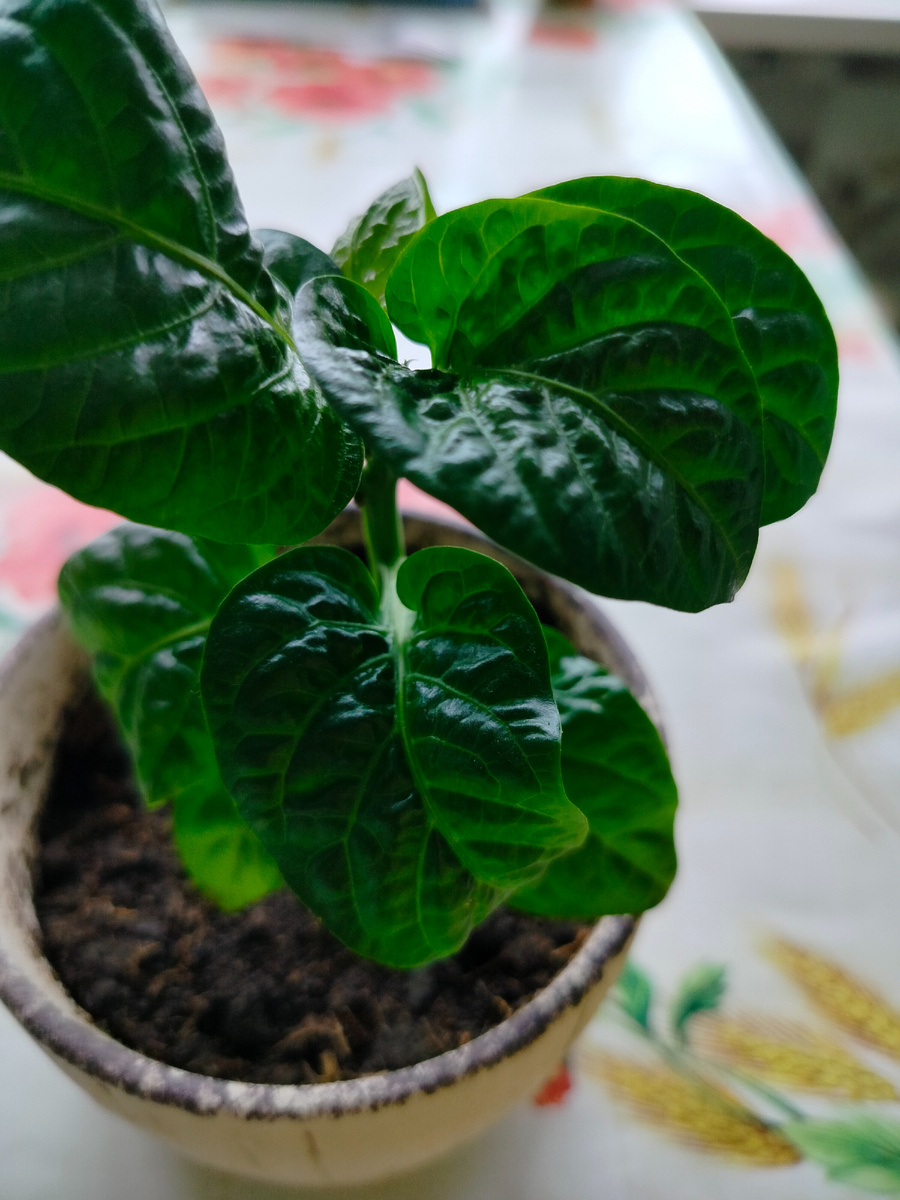 Перец карликовый сорт Трумпас